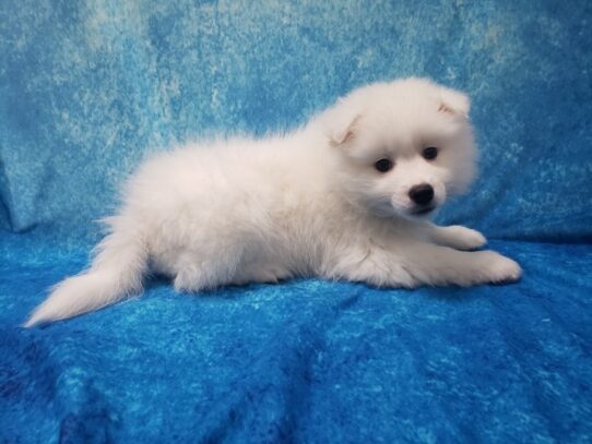 American Eskimo Dog DOG Male White 13059 Petland Pensacola, Florida