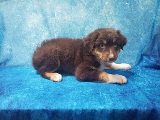 Australian Shepherd DOG Male Red 13048 Petland Pensacola, Florida