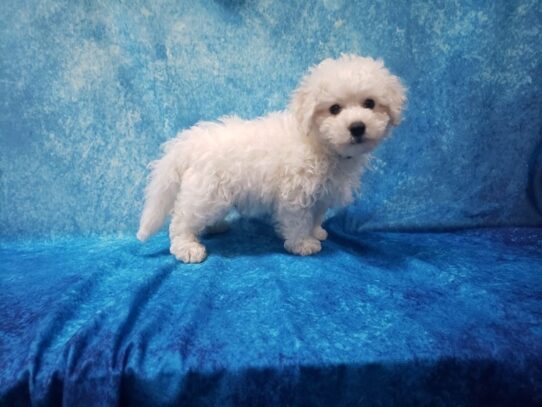 Bichon Frise-DOG-Male-White-13061-Petland Pensacola, Florida