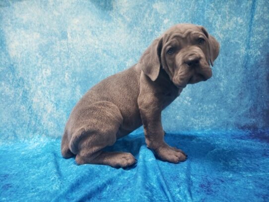 Cane Corso DOG Female Blue 13049 Petland Pensacola, Florida