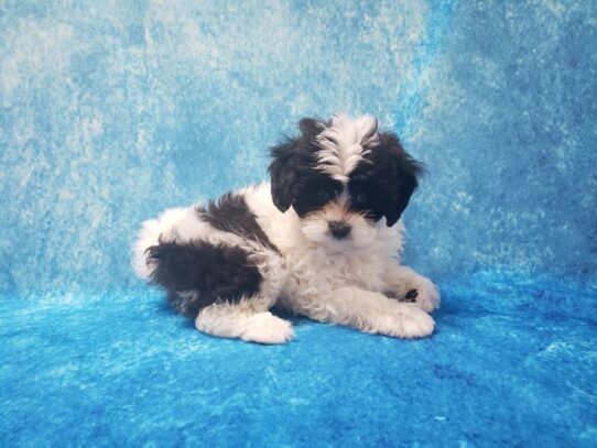 CavaTzu-DOG-Female-White / Black-13054-Petland Pensacola, Florida