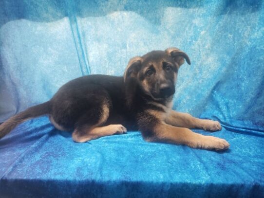 German Shepherd Dog-DOG-Female-Black / Tan-13052-Petland Pensacola, Florida