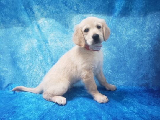 Golden Retriever DOG Female Light Golden 13042 Petland Pensacola, Florida