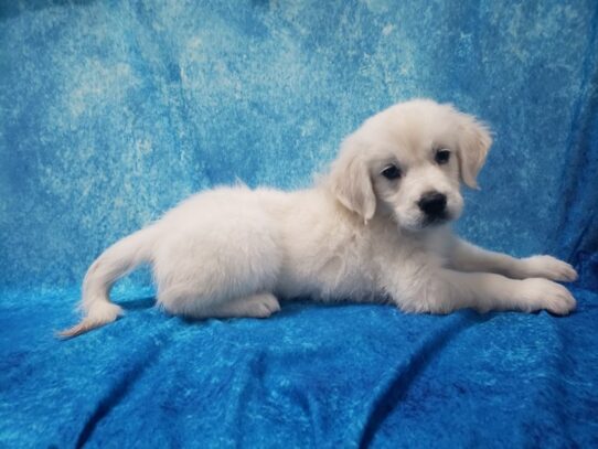 Golden Retriever DOG Male Cream 13041 Petland Pensacola, Florida