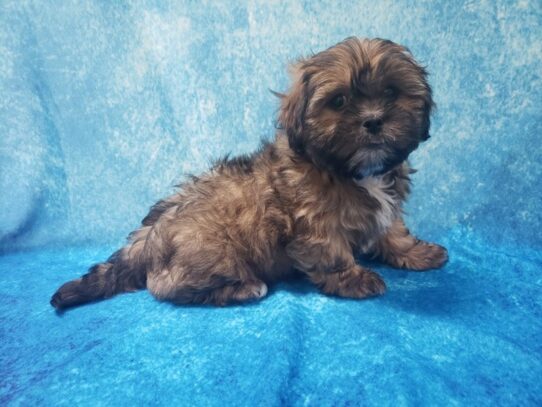 Lhasa Apso-DOG-Female-Red-13043-Petland Pensacola, Florida