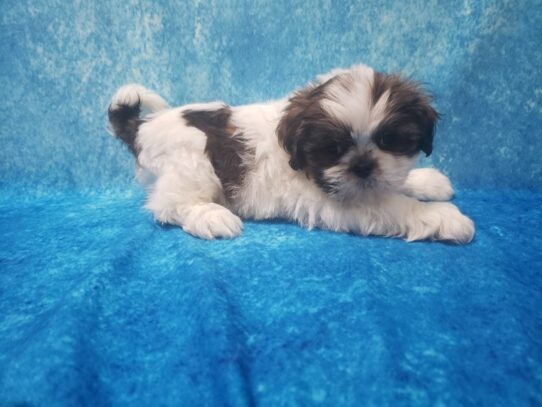 Lhasa Apso DOG Male Gold / White Parti 13062 Petland Pensacola, Florida