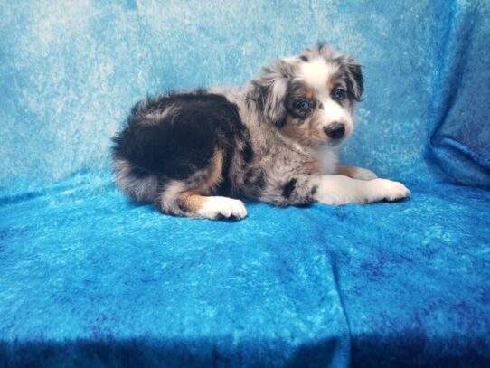 Miniature Australian Shepherd DOG Female Blue Merle 13050 Petland Pensacola, Florida