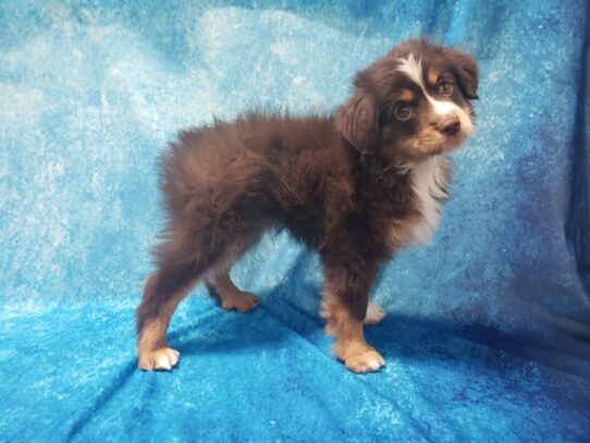 Miniature Australian Shepherd DOG Male Red 13051 Petland Pensacola, Florida