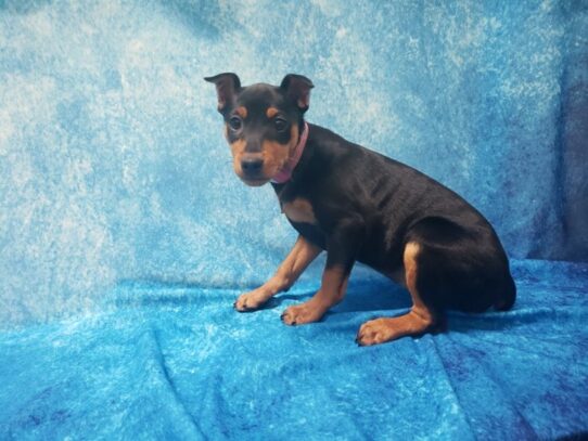 Miniature Pinscher DOG Female Black / Rust 13044 Petland Pensacola, Florida