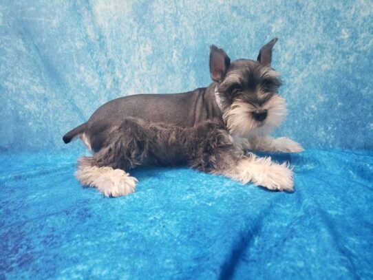 Miniature Schnauzer-DOG-Female-Salt / Pepper-13045-Petland Pensacola, Florida