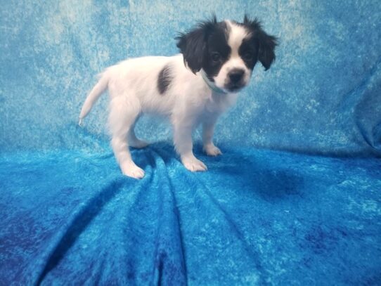 Papillon DOG Female Black / White 13060 Petland Pensacola, Florida