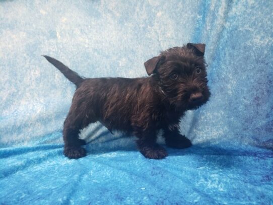 Scottish Terrier DOG Male Brindle 13057 Petland Pensacola, Florida