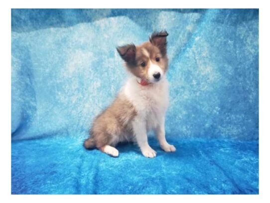 Shetland Sheepdog DOG Female Sable / White 13046 Petland Pensacola, Florida