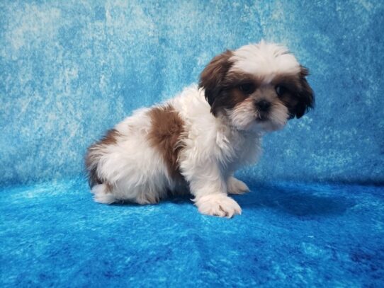 Shih Tzu DOG Female Gold / White Parti 13058 Petland Pensacola, Florida