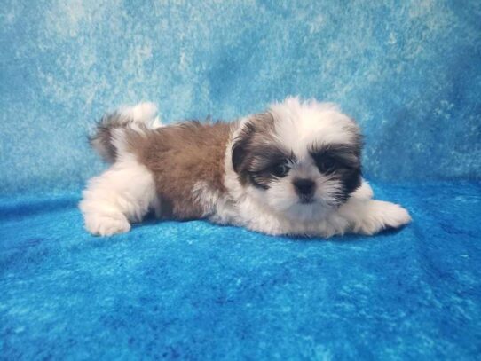 Shih Tzu DOG Male White 13055 Petland Pensacola, Florida