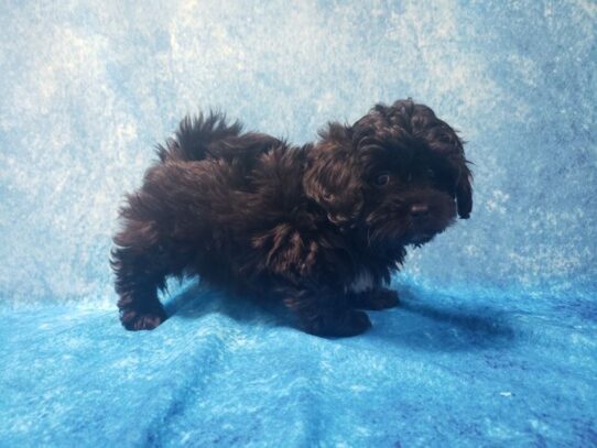 ShizaPoo-DOG-Female-Black-13053-Petland Pensacola, Florida