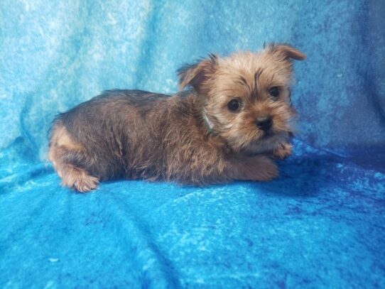 Silky Griffon DOG Female Red 13056 Petland Pensacola, Florida