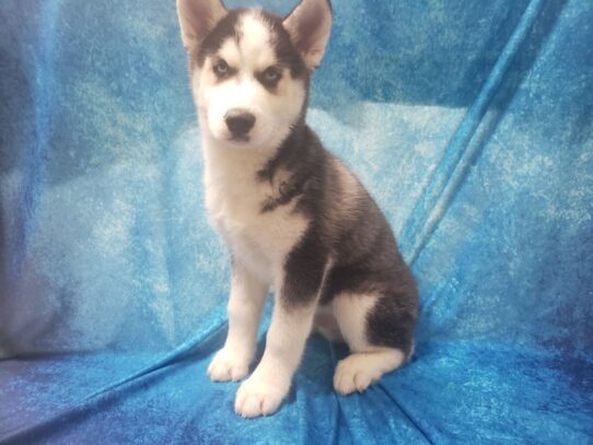 Siberian Husky DOG Male Black / White 13003 Petland Pensacola, Florida