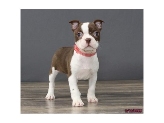 Boston Terrier DOG Female Seal / White 13076 Petland Pensacola, Florida