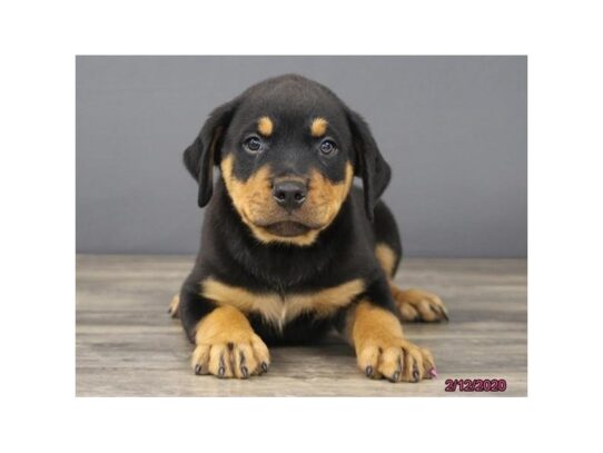 Rottweiler DOG Male Black / Tan 13082 Petland Pensacola, Florida