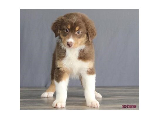 Australian Shepherd DOG Female Red 13077 Petland Pensacola, Florida