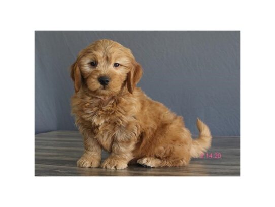 Goldendoodle DOG Male Dark Golden 13075 Petland Pensacola, Florida