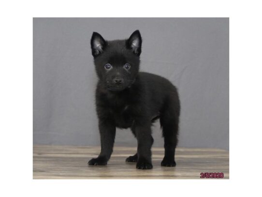 Schipperke DOG Male Black 13083 Petland Pensacola, Florida