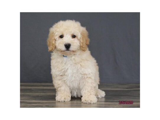 Poodle DOG Male Apricot 13081 Petland Pensacola, Florida