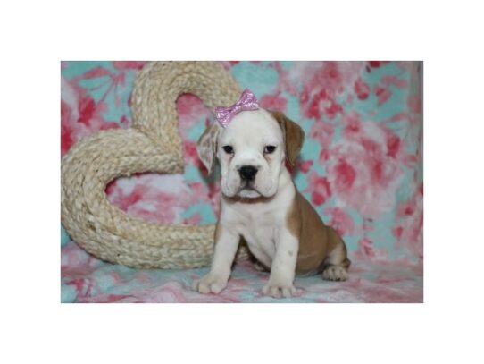 Beabull Bulldog DOG Female Red / White 13085 Petland Pensacola, Florida