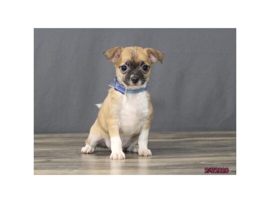 Chihuahua-DOG-Male-Fawn-13079-Petland Pensacola, Florida