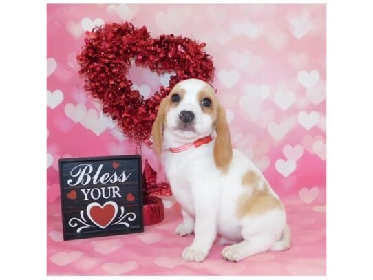 Beagle DOG Male Lemon / White 13072 Petland Pensacola, Florida