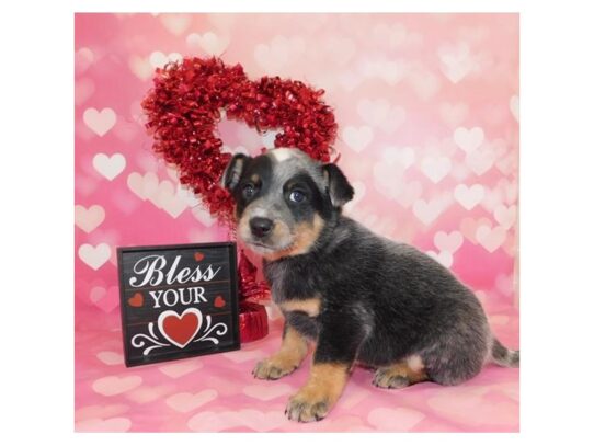 Australian Cattle Dog DOG Male Blue Merle 13071 Petland Pensacola, Florida