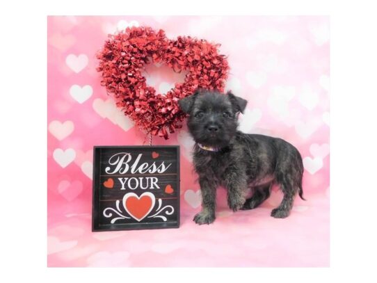 Cairn Terrier-DOG-Female-Brindle-13070-Petland Pensacola, Florida