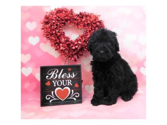 Whoodle-DOG-Female-Black-13073-Petland Pensacola, Florida