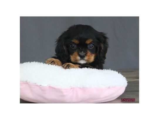 Cavalier King Charles Spaniel DOG Male Black / Tan 13078 Petland Pensacola, Florida