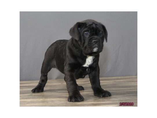 Neapolitan Bulldog DOG Female Black 13086 Petland Pensacola, Florida