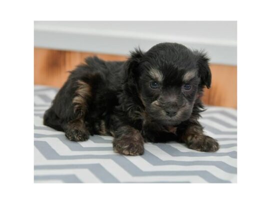 Havapoo DOG Male Black / Brown 13087 Petland Pensacola, Florida