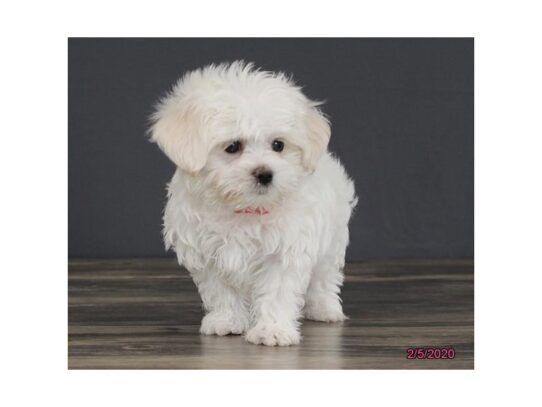 Malti Poo DOG Male White 13088 Petland Pensacola, Florida