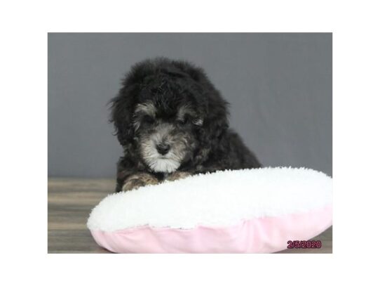 Poodle Toy-DOG-Male-Phantom-13084-Petland Pensacola, Florida