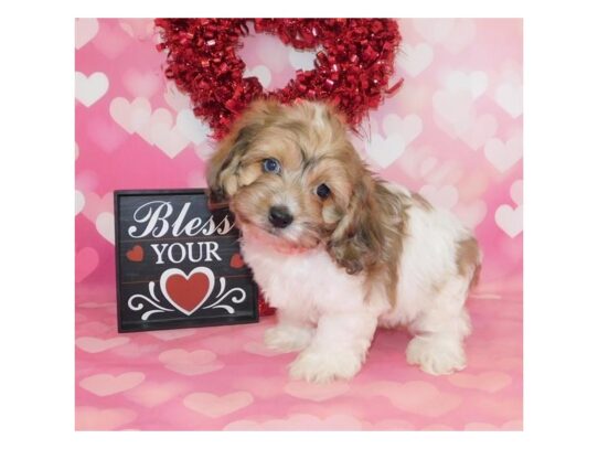 Cockachon-DOG-Male-Gold / White-13089-Petland Pensacola, Florida