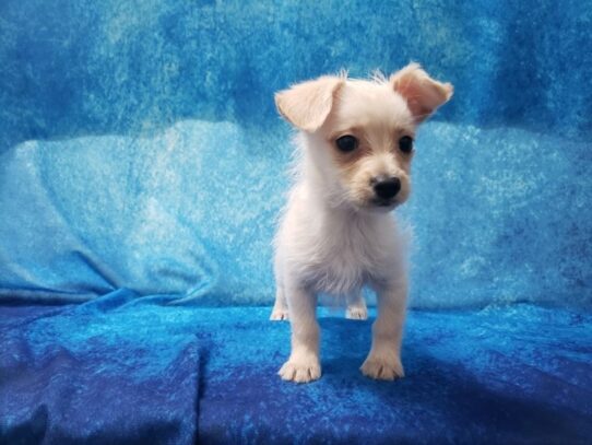 Chipoo DOG Male Cream 13063 Petland Pensacola, Florida