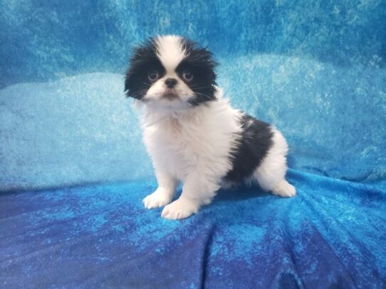 Japanese Chin DOG Male Black / White 13066 Petland Pensacola, Florida