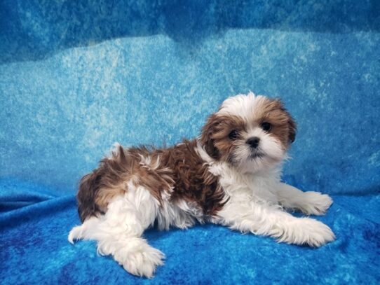 Lhasa Apso DOG Male Gold / White Parti 13065 Petland Pensacola, Florida