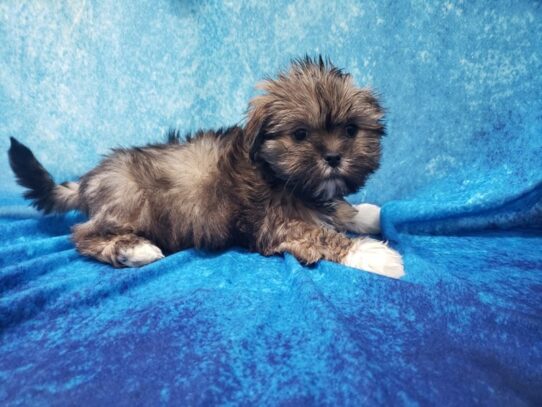 Lhasa Apso DOG Female Golden 13069 Petland Pensacola, Florida