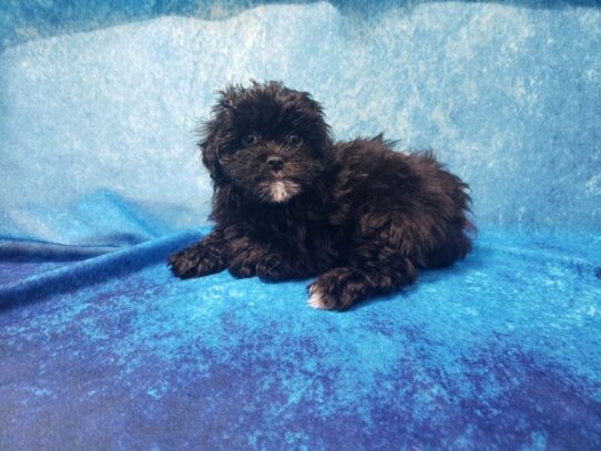 Lhasa Poo-DOG-Female-Black-13067-Petland Pensacola, Florida