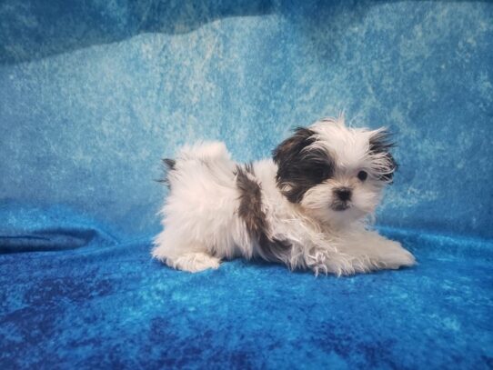 Malshi DOG Female Gold / White Parti 13064 Petland Pensacola, Florida