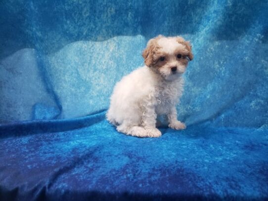 Miniature Poodle DOG Female Cream 13068 Petland Pensacola, Florida