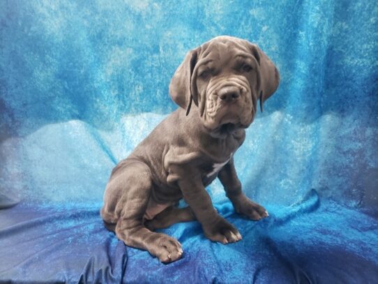 Neapolitan Mastiff DOG Female Blue 13080 Petland Pensacola, Florida