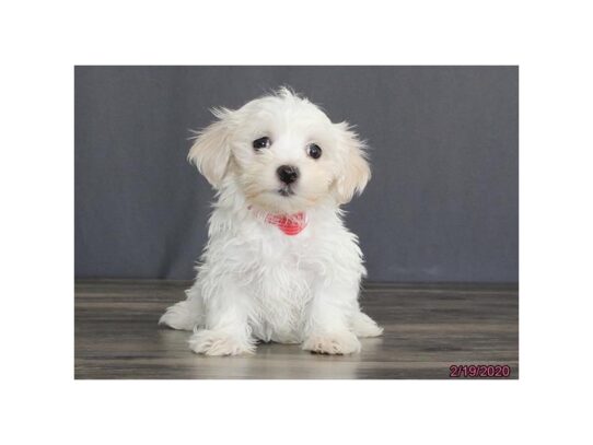 Coton De Tulear DOG Male White 13101 Petland Pensacola, Florida