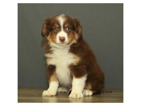 Miniature Australian Shepherd DOG Male Chocolate 13102 Petland Pensacola, Florida